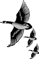 Click for Geese wav-sound